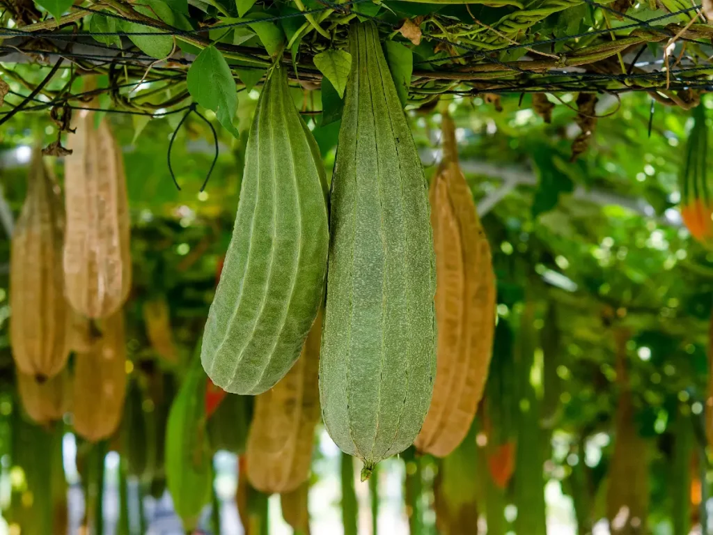 Gurkensorten: Gewürz- Schlangen- Freilandgurken & mehr