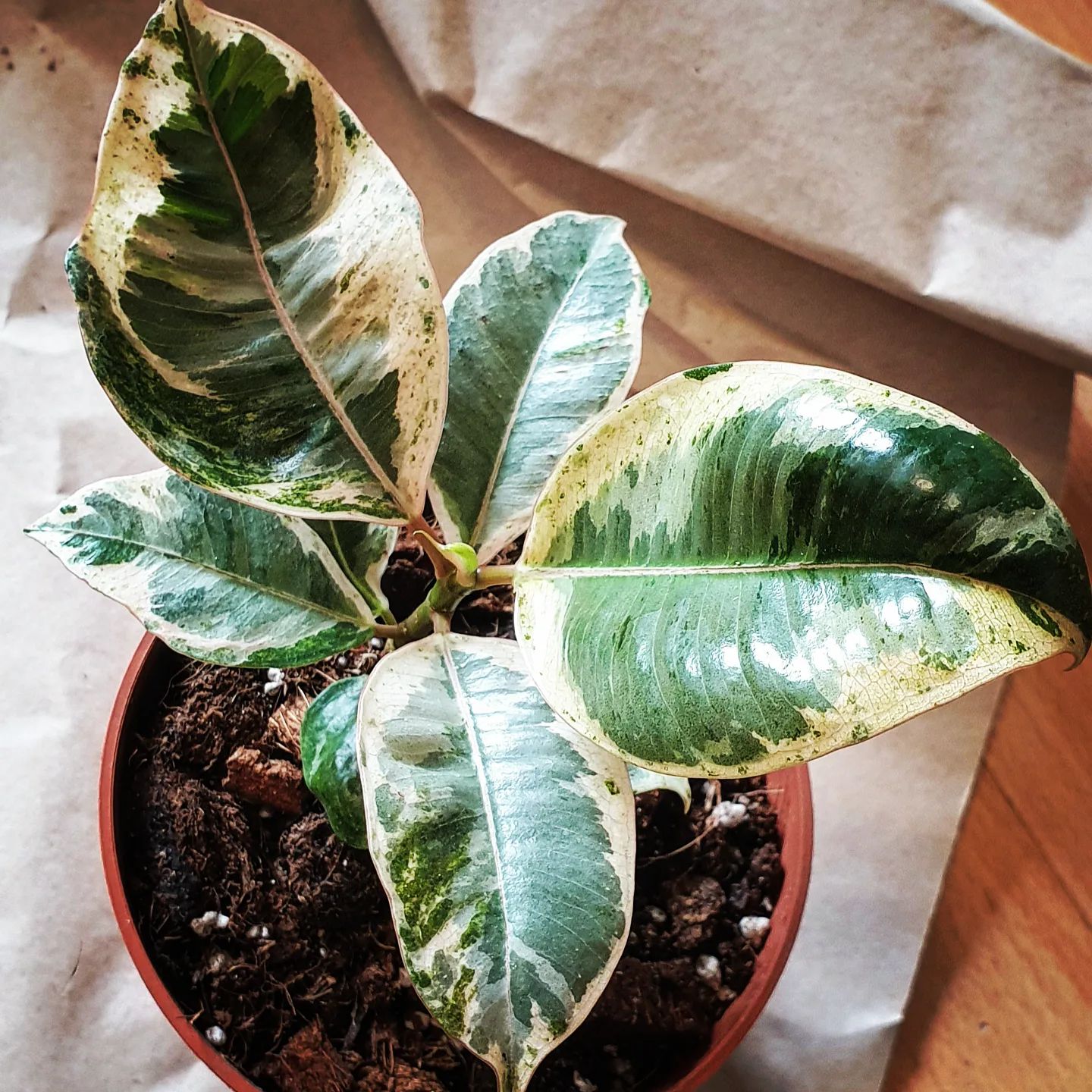 Gummibaum - Unsere Beiträge