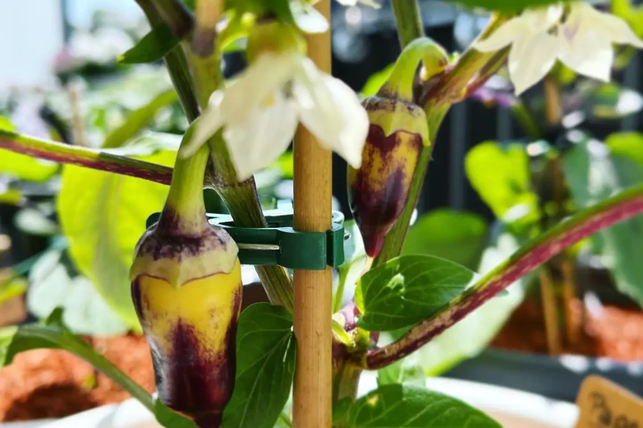 Paprika Blüte: Bestäuben & Königsblüte entfernen?