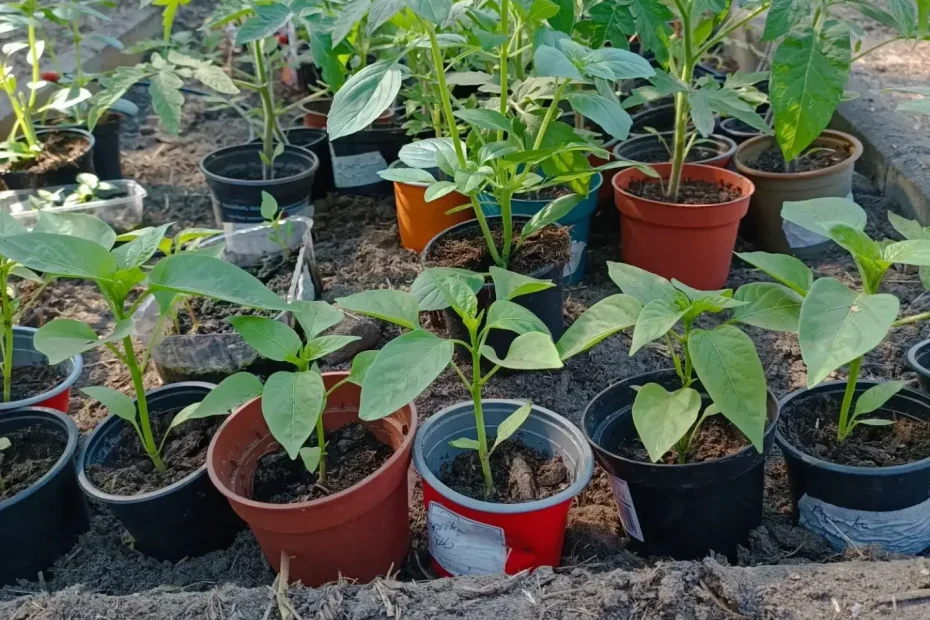 Paprika gute Nachbarn - Pflanzpartner mit Vorteil