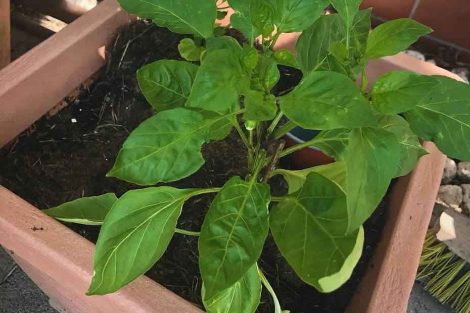 Paprika im Topf pflanzen & auf den Balkon stellen