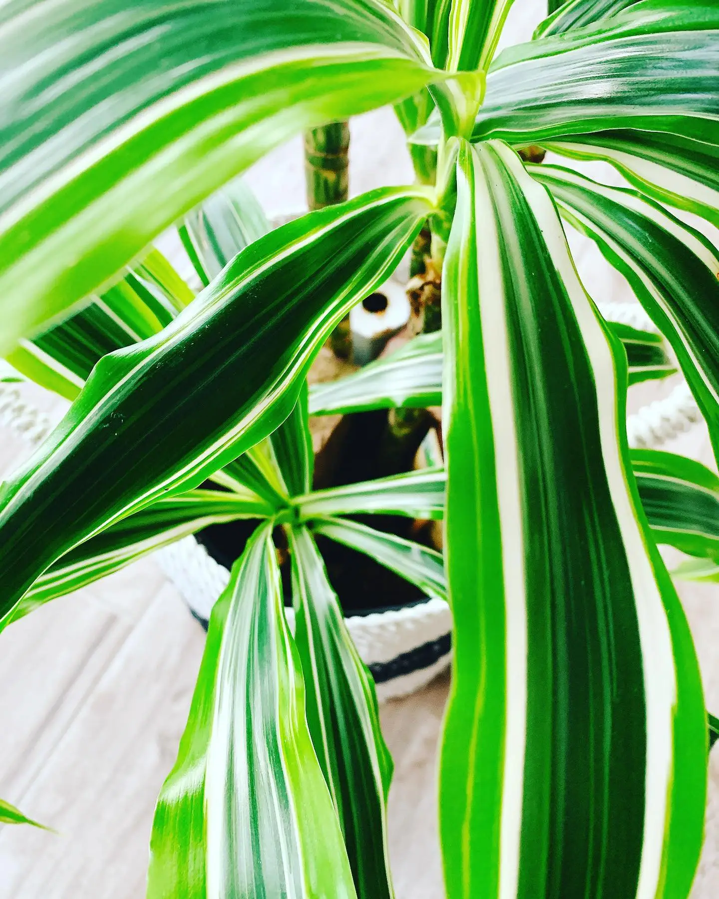 Drachenbaum Arten Zimmer und Outdoor Drachenbäume