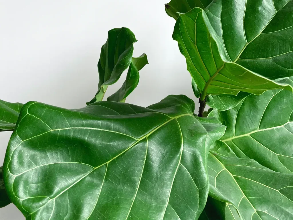 Geigenfeige vermehren & verzweigen - kompaktes Wachstum