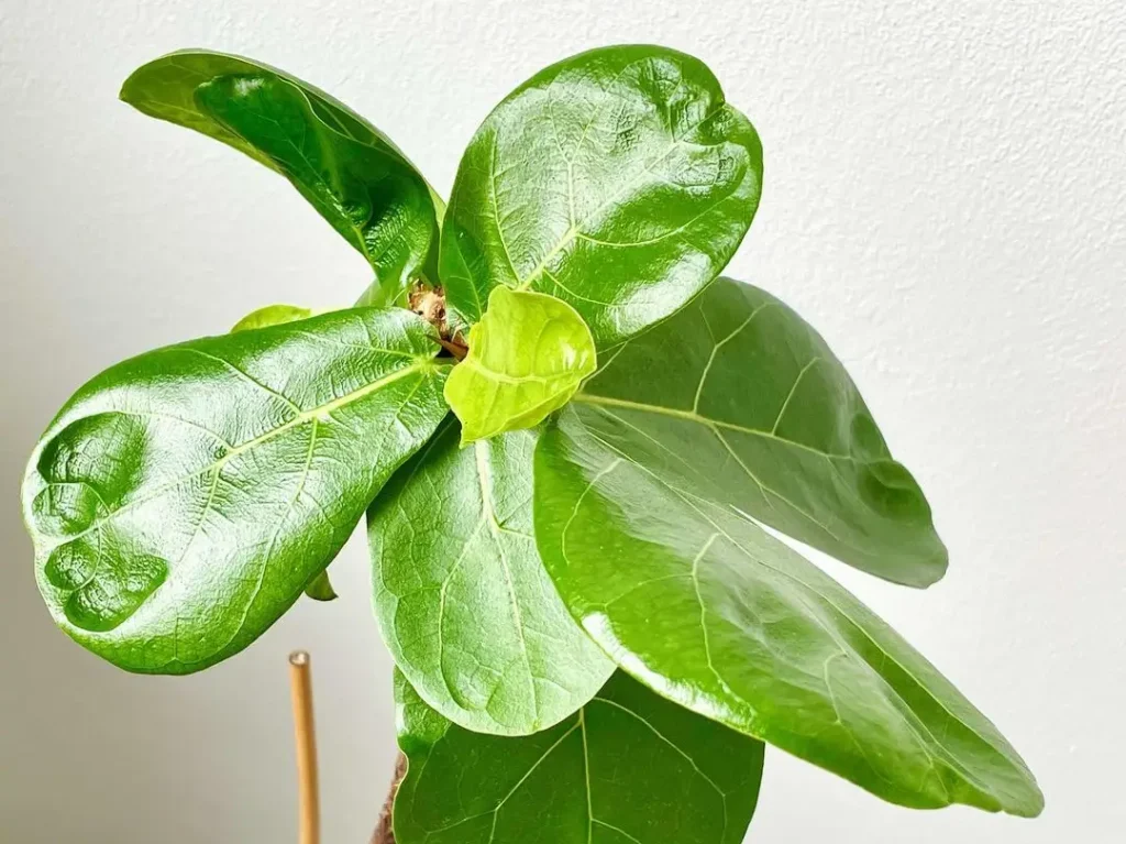 Geigenfeige verliert Blätter - braune Flecken & mehr