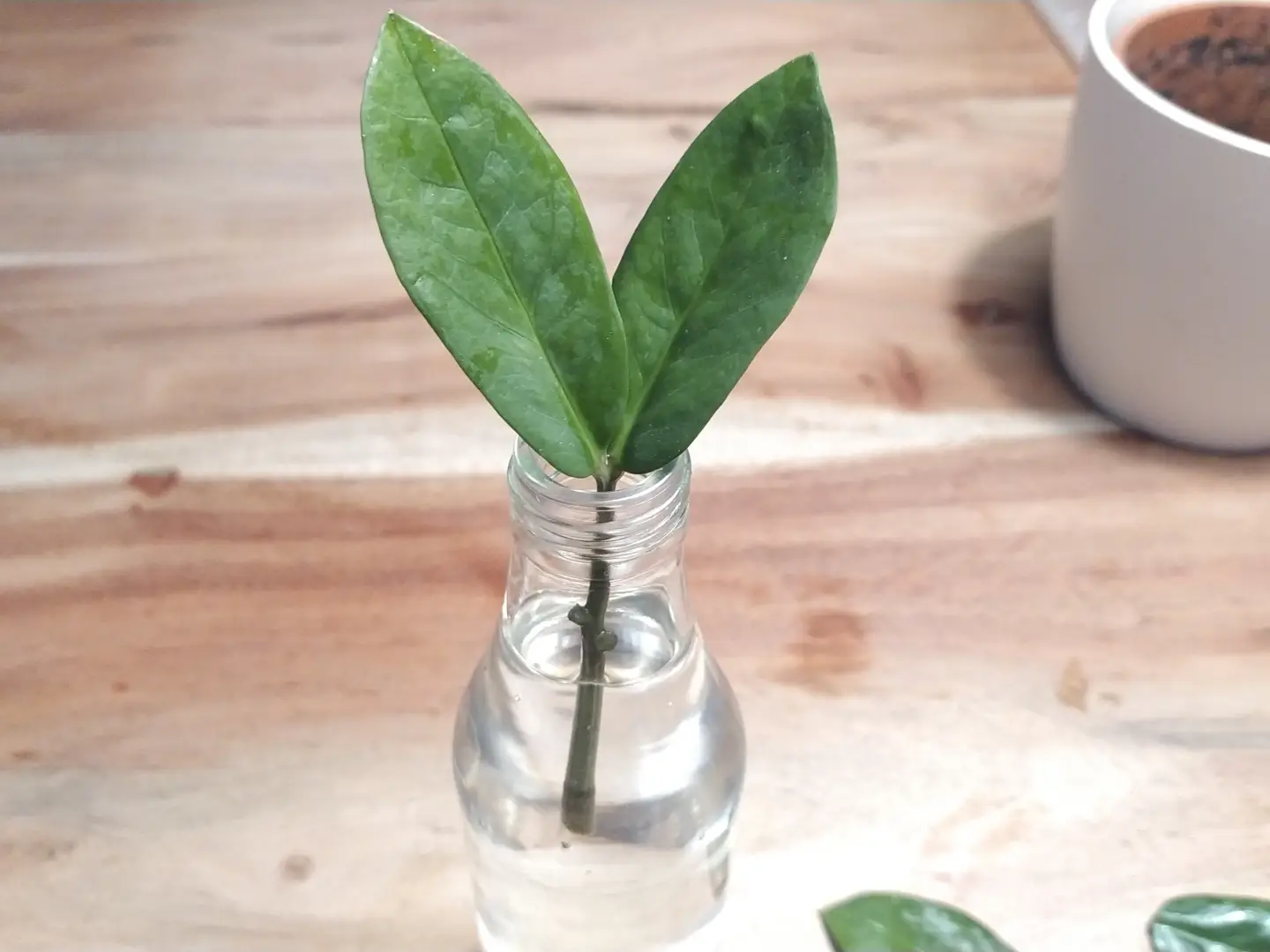 🌱Glücksfeder vermehren Ableger, Stecklinge & Teilung🌱