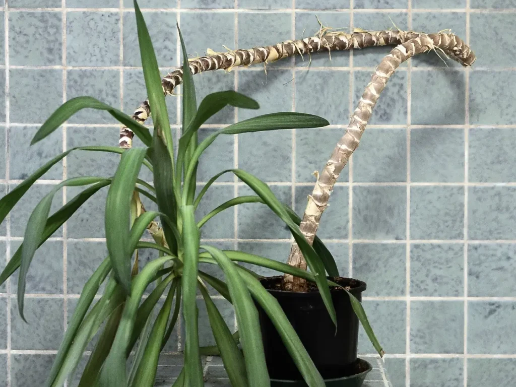 Yucca Palme - Gelbe, Braune, hängende Blätter & co.