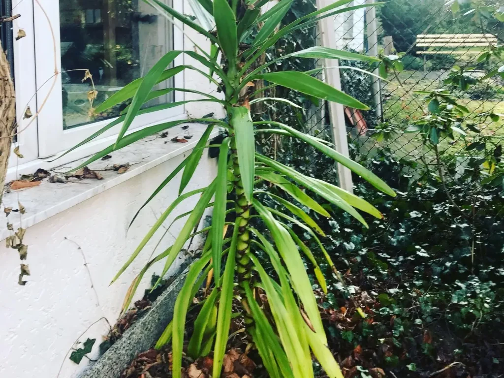 Yucca Palme - Gelbe, Braune, hängende Blätter & co.