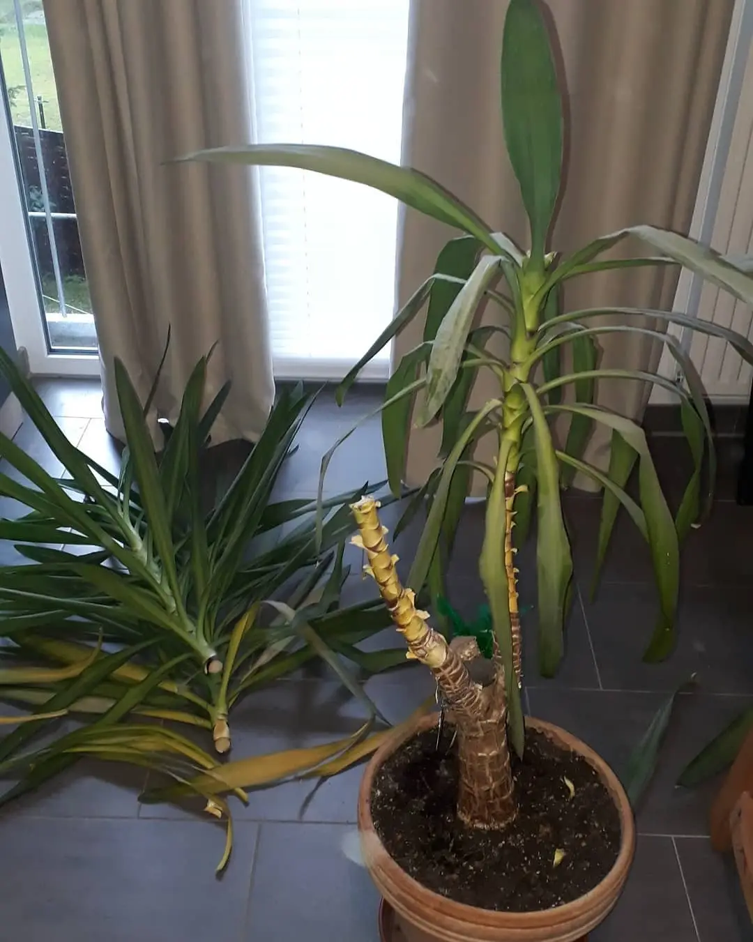 Yucca Palme Wchst Schief