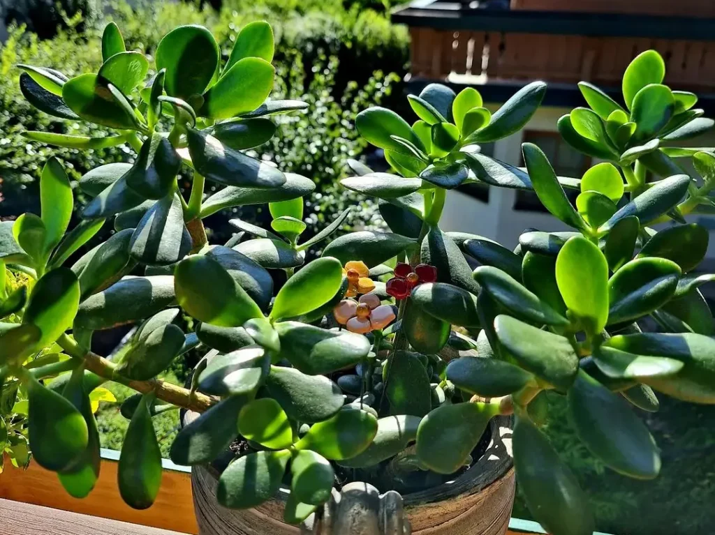 Geldbaum schneiden - Schnitttechniken & wertvolle Tipps