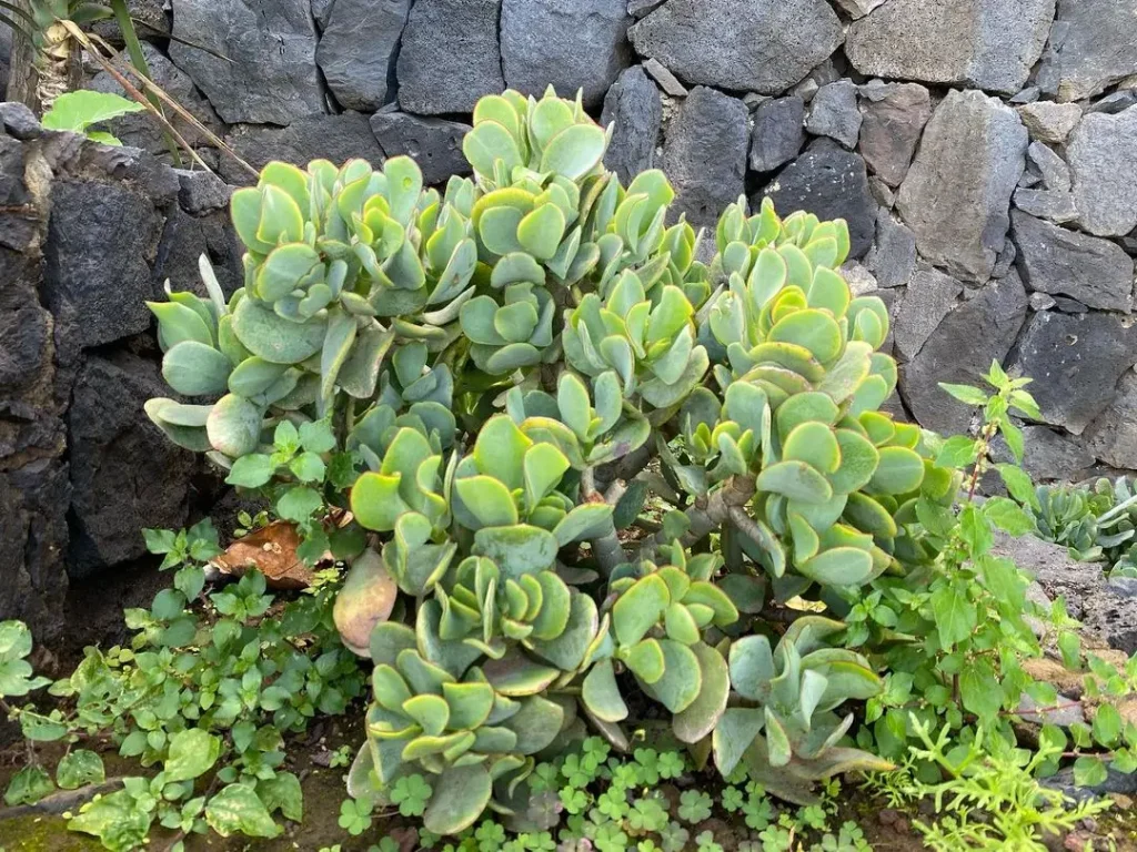 Geldbaum Pflege: Düngen, Gießen, Vermehren & mehr