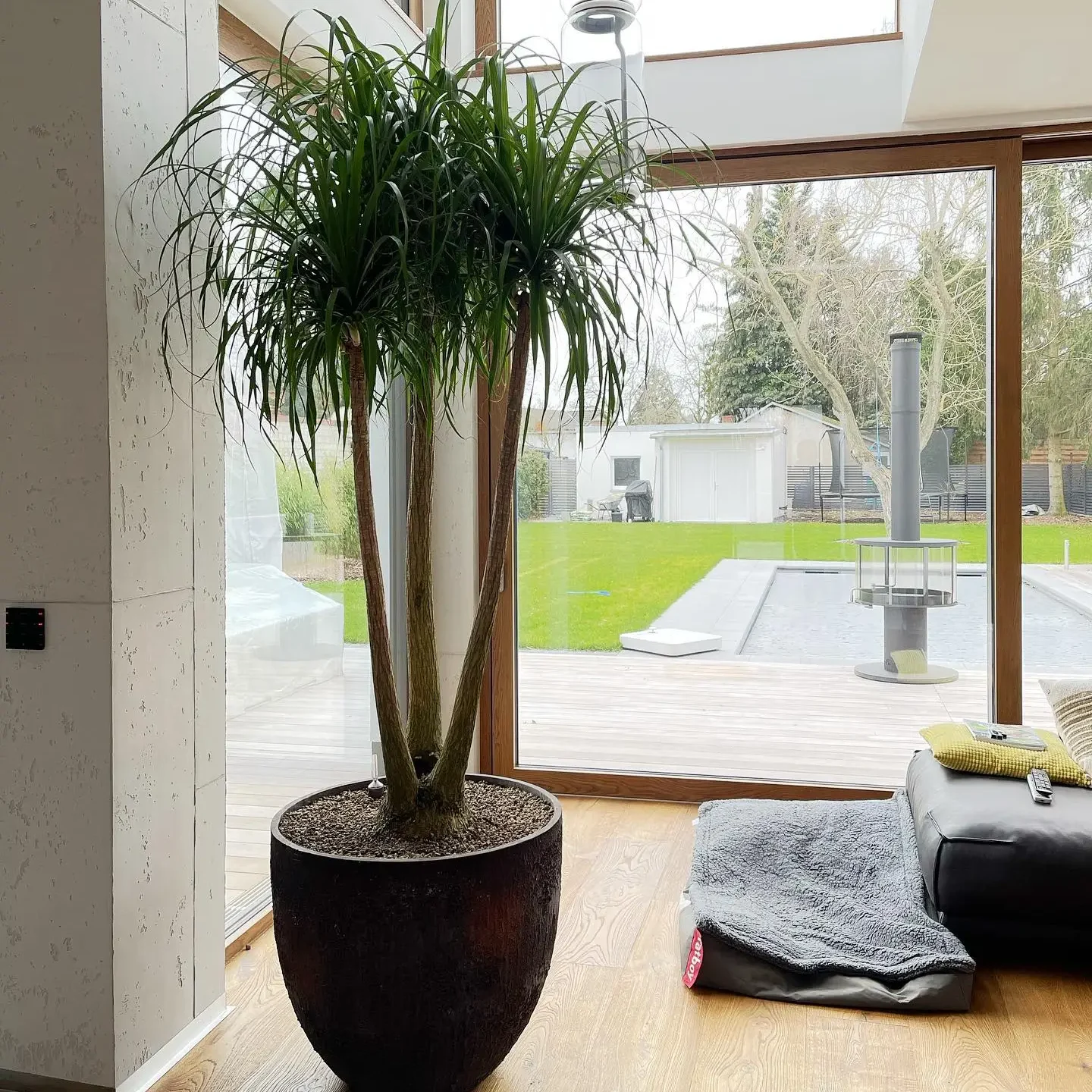 goldfruchtpalme wohnzimmer Areca Zimmerpflanze - Goldfruchtpalme :27 H:160 cm