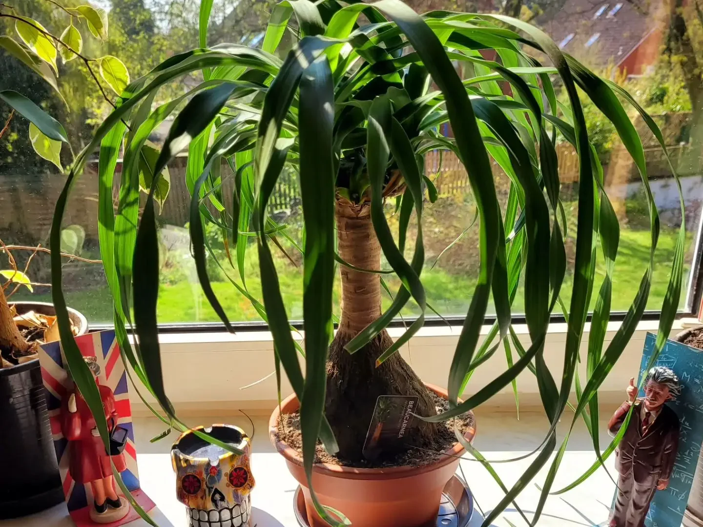 ficus geigenfeige Geigenbaum
