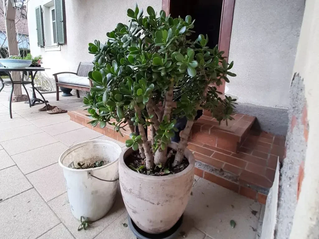 Geldbaum überwintern - Optimale Bedingungen im Winterquartier