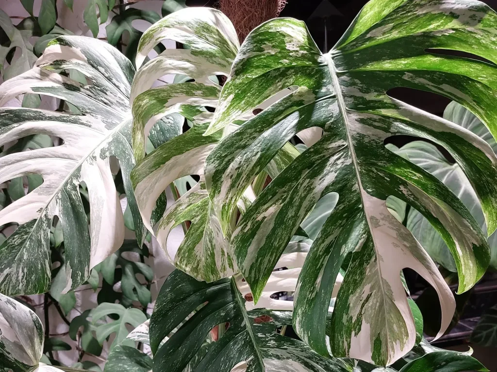 Eine Monstera Deliciosa Albo Variegata. Die Tropenpflanze hat viele weiße Blätter