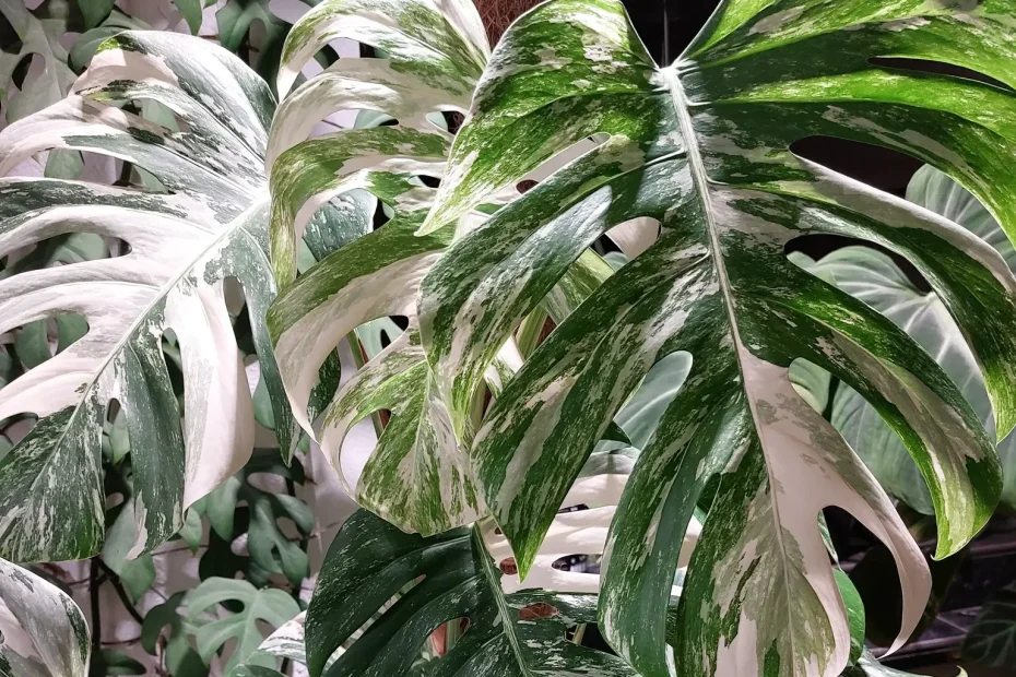 Eine Monstera Deliciosa Albo Variegata. Die Tropenpflanze hat viele weiße Blätter