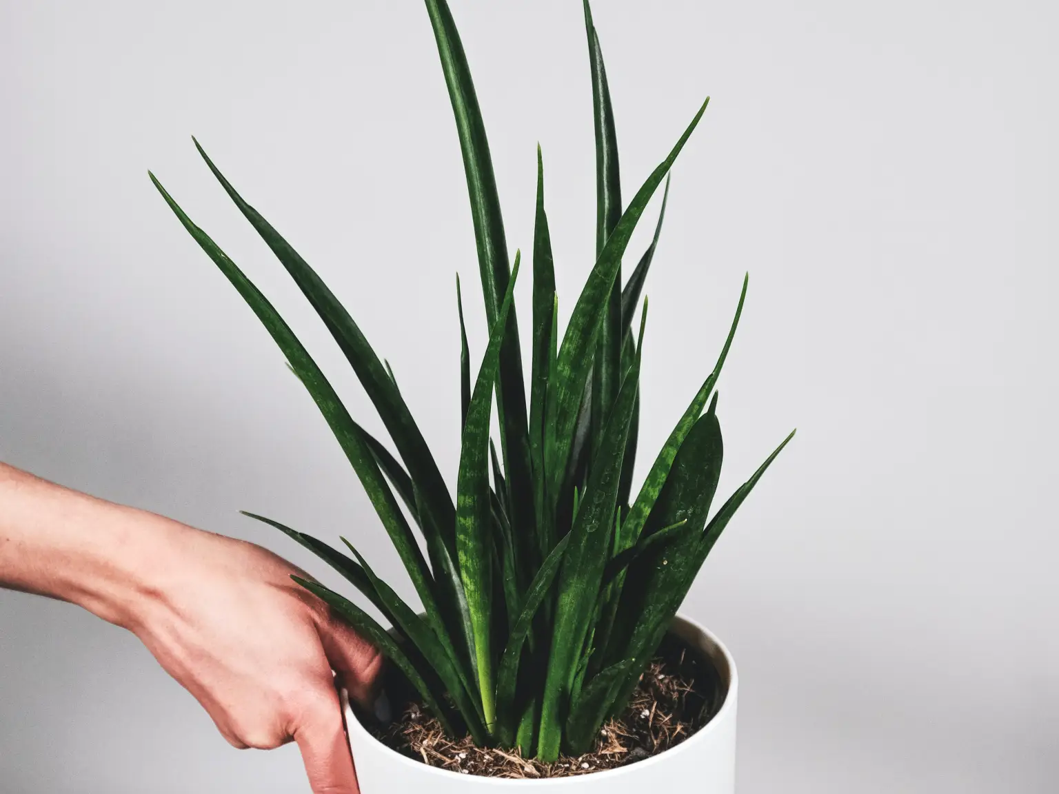 Vielseitige Bogenhanf-Arten: Panaschiert oder kräftig grün?