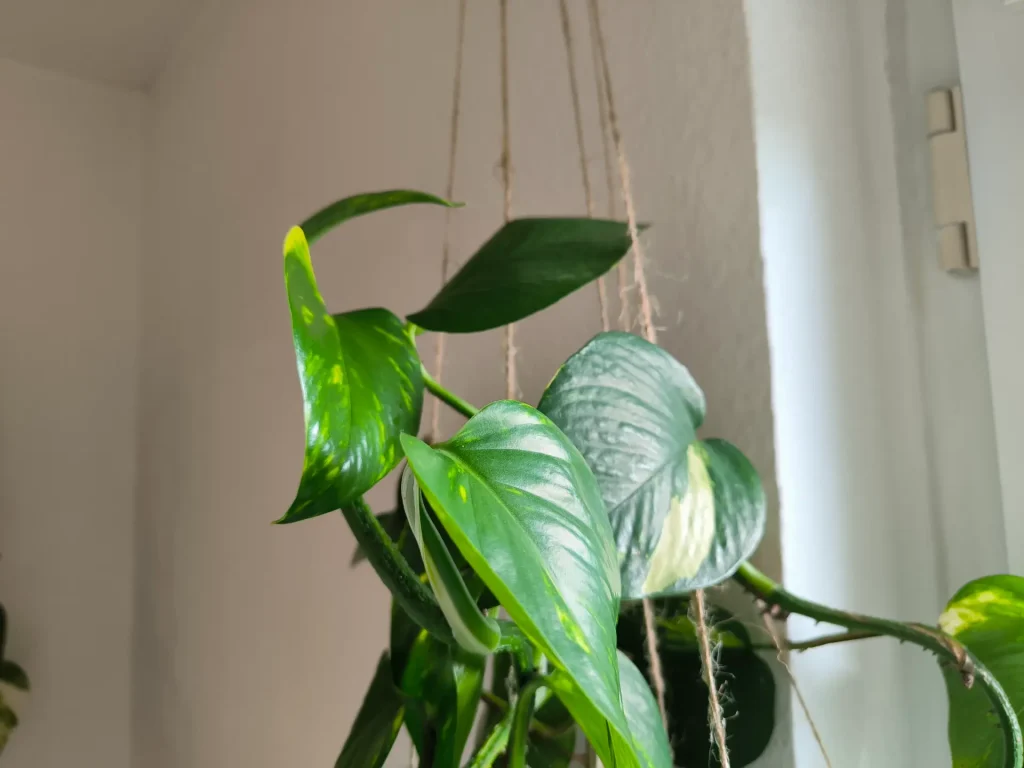 Efeutute Rankhilfen und DIY Moosstab selber bauen