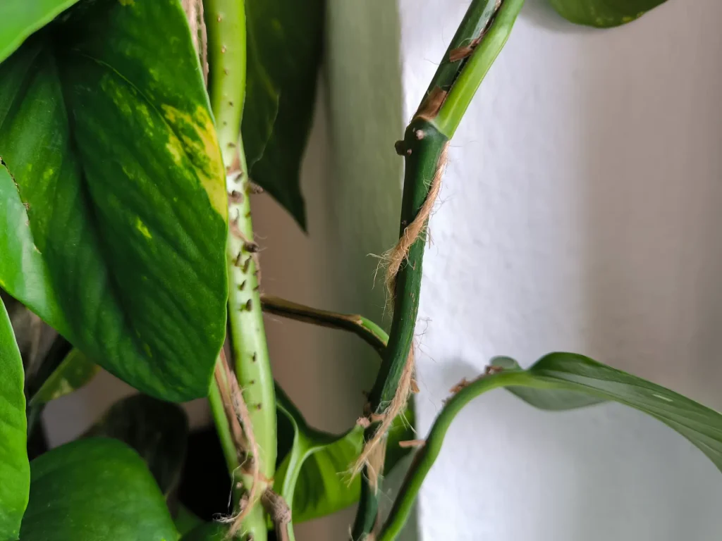 Dieses Bild hat ein leeres Alt-Attribut. Der Dateiname ist Efeutute_rankhilfe_2-1024x768.webp