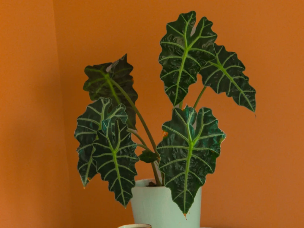 Alocasia Pflege - Alles für ein gesundes Wachstum