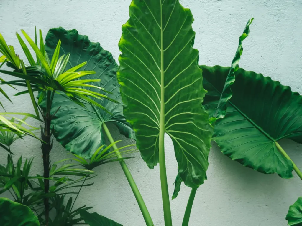 Alocasia Pflege - Alles für ein gesundes Wachstum