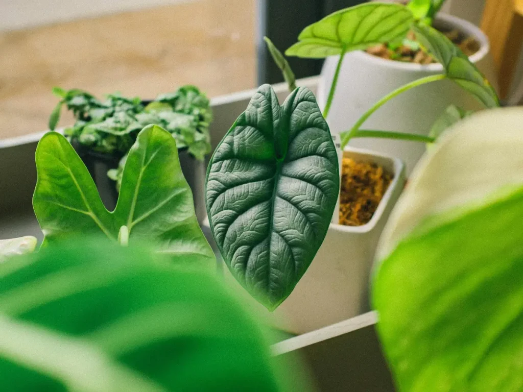 Alocasia Pflege - Alles für ein gesundes Wachstum