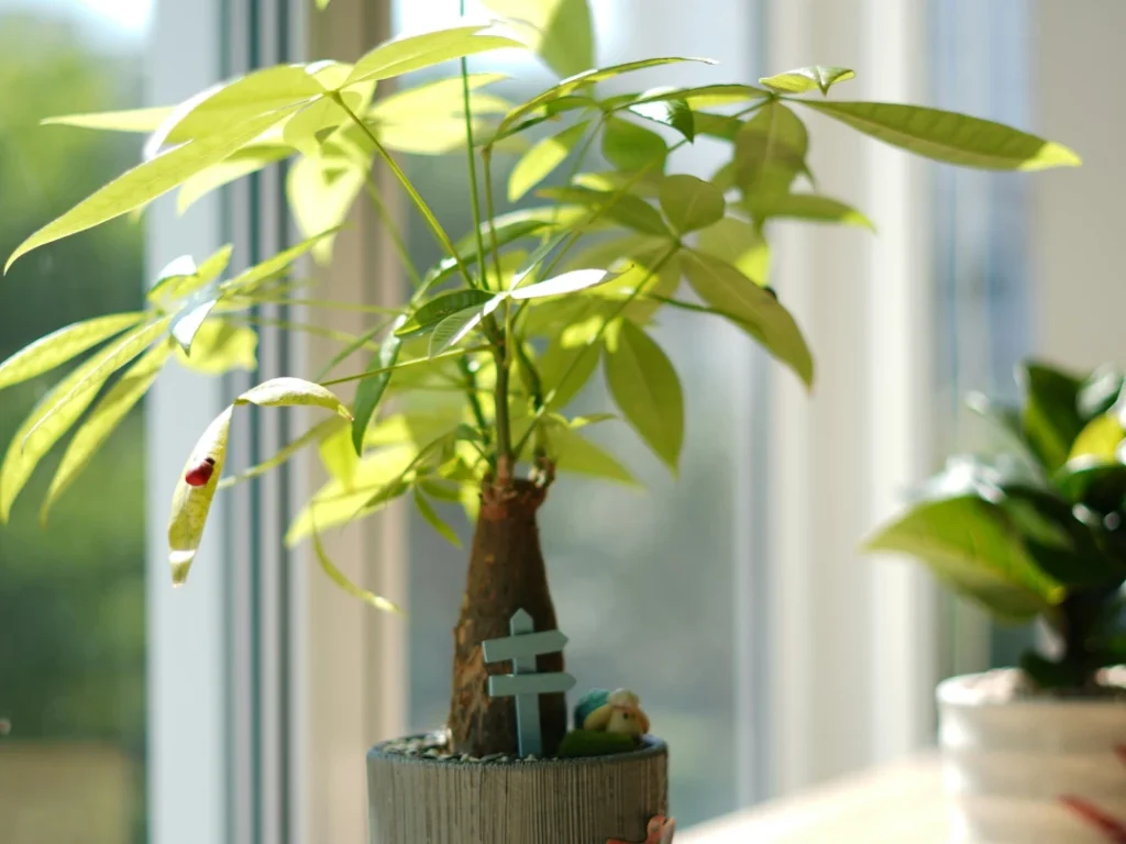 Avocado - Braune Blätter, Blattverlust & weitere Probleme