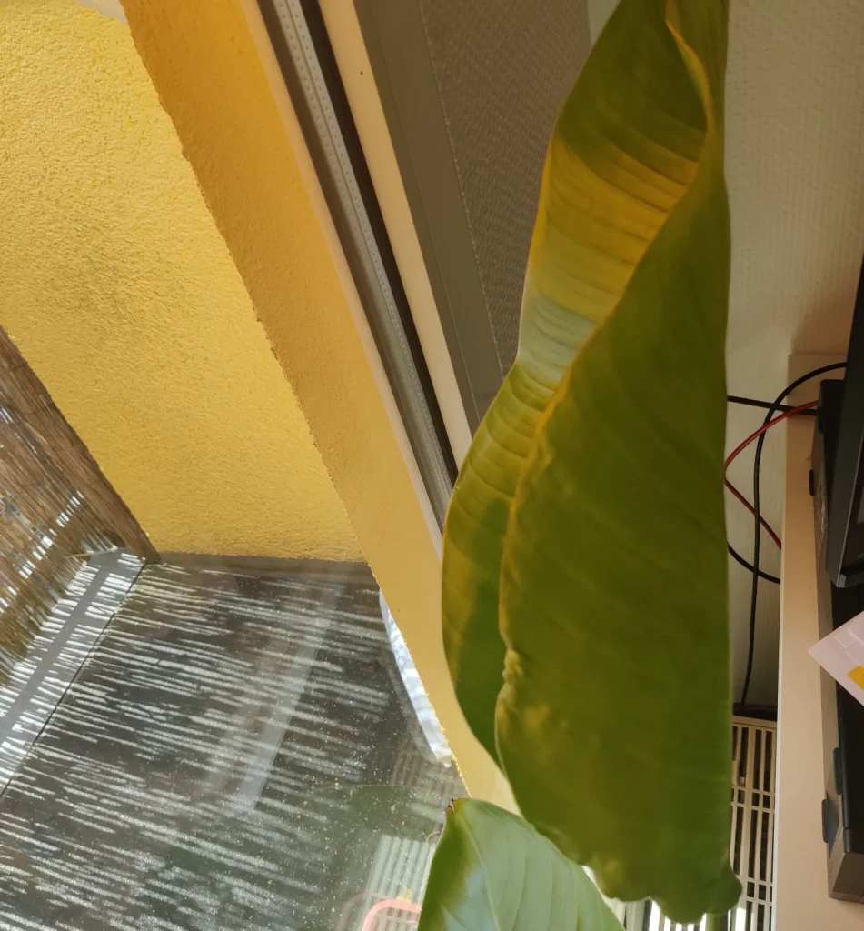 Strelitzie Pflege bei eingerollten & verkrüppelten Blätter