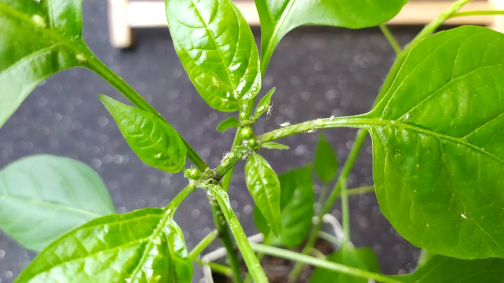 Paprika Schädlinge: Blattläuse, angefressene Blätter & mehr