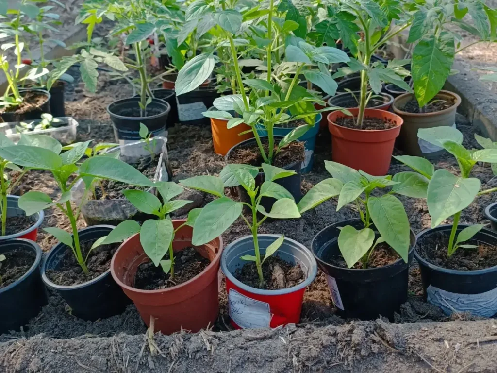 Paprika gute Nachbarn - Pflanzpartner mit Vorteil