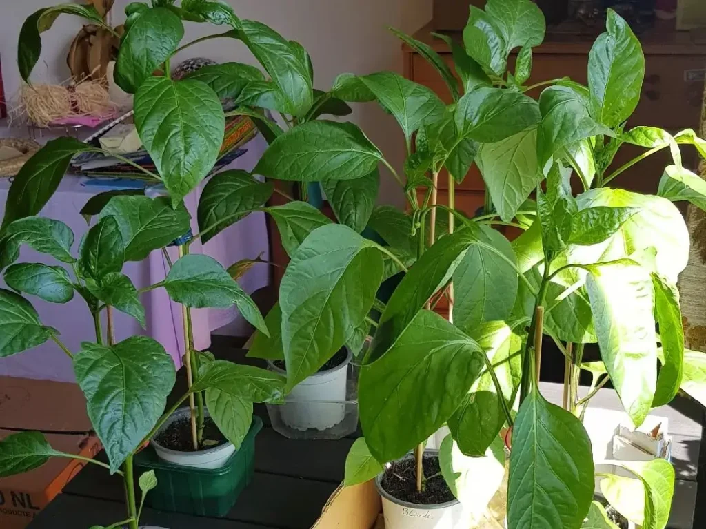 Paprika düngen - Verbessere das Wachstum und den Ertrag