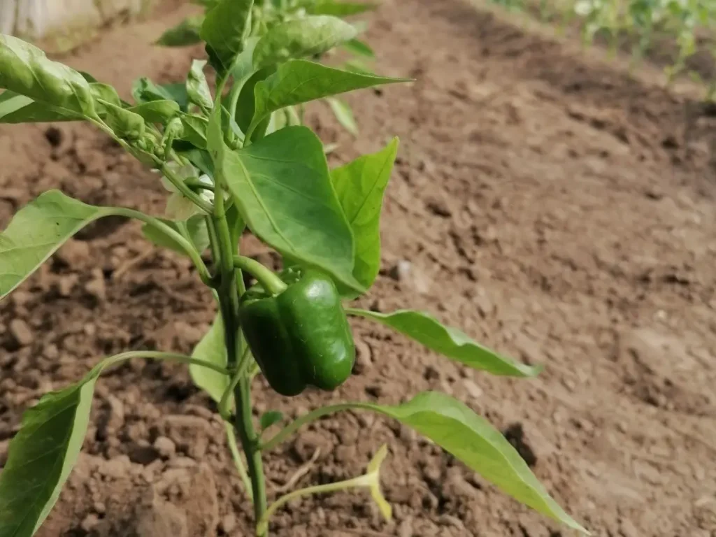 Paprika in die richtige Erde umtopfen / pflanzen