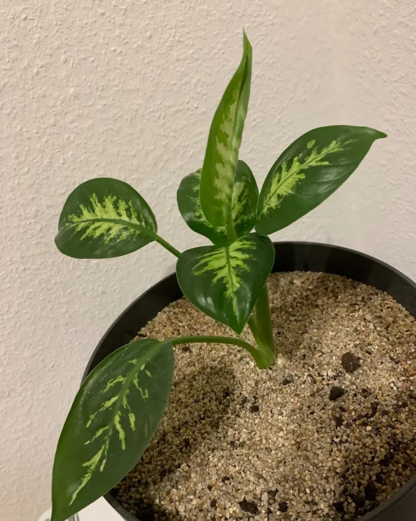 Dieffenbachia vermehren: So gelingt es jedes Mal!