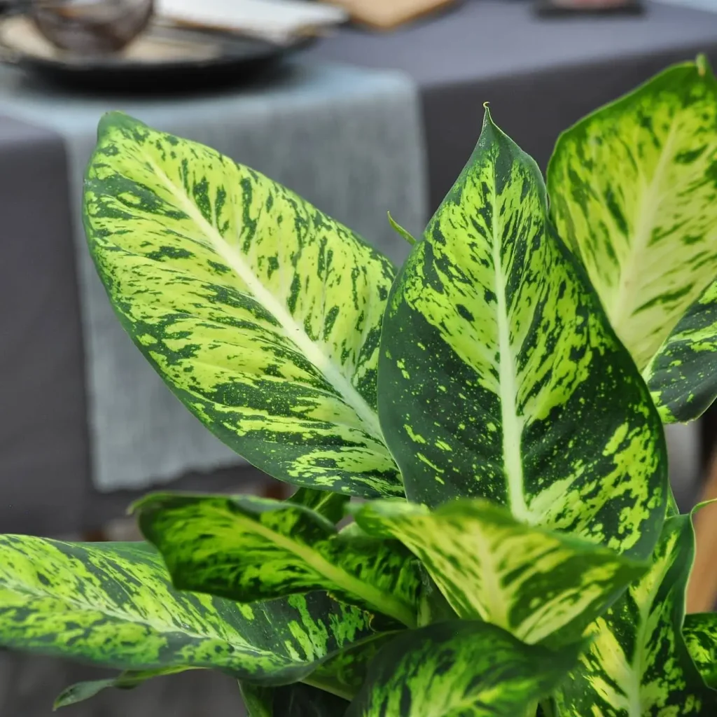 Dieffenbachia Pflege - Einfache und effektive Tipps