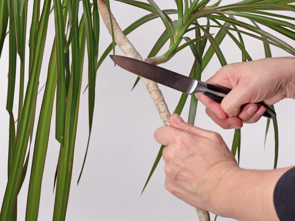 Drachenbaum schneiden und vermehren: Stecklinge