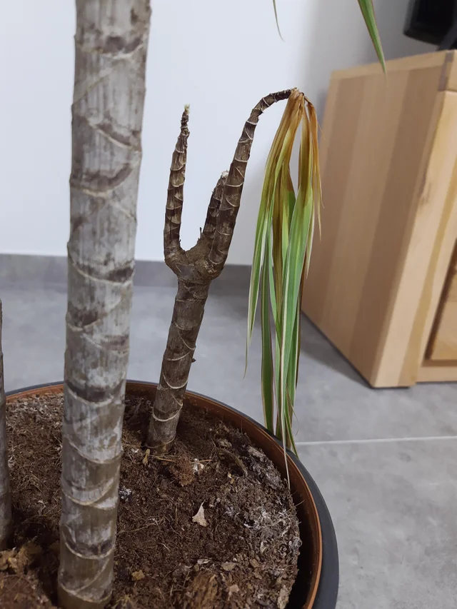 Ein Drachenbaum, welcher an einem Trieb alle Blätter verloren hat