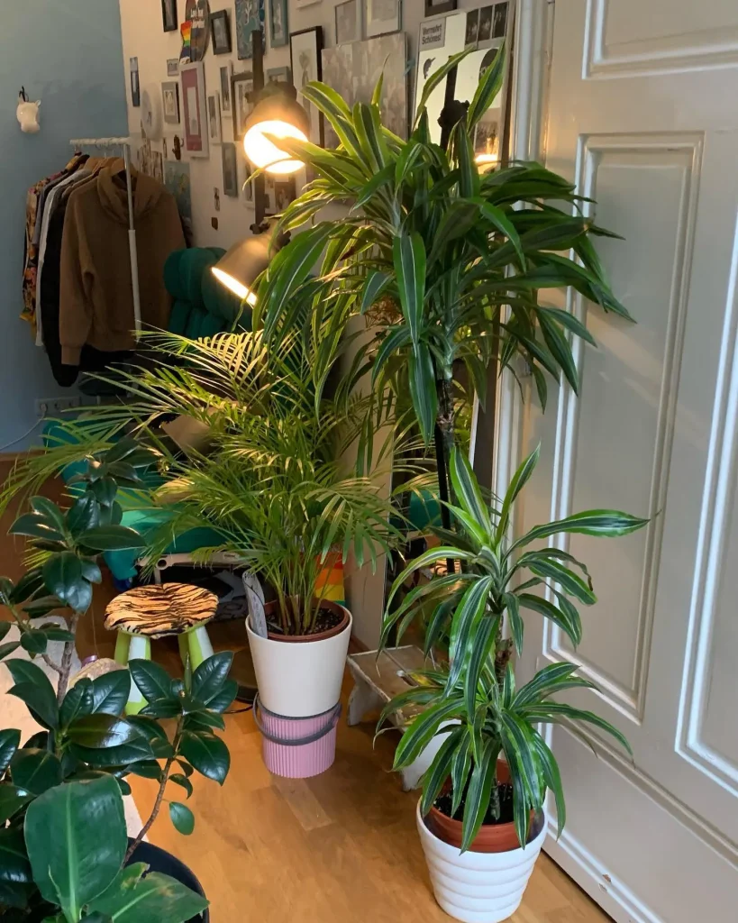 Warum der Drachenbaum giftig für deine Katze ist