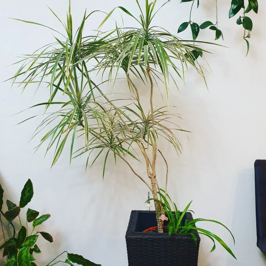 Drachenbaum draußen halten: Wann darf er raus?