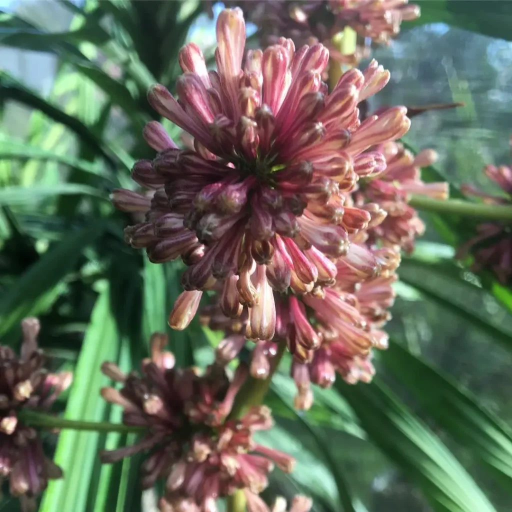 Ein Drachenbaum mit lila, rötlichen Blüten