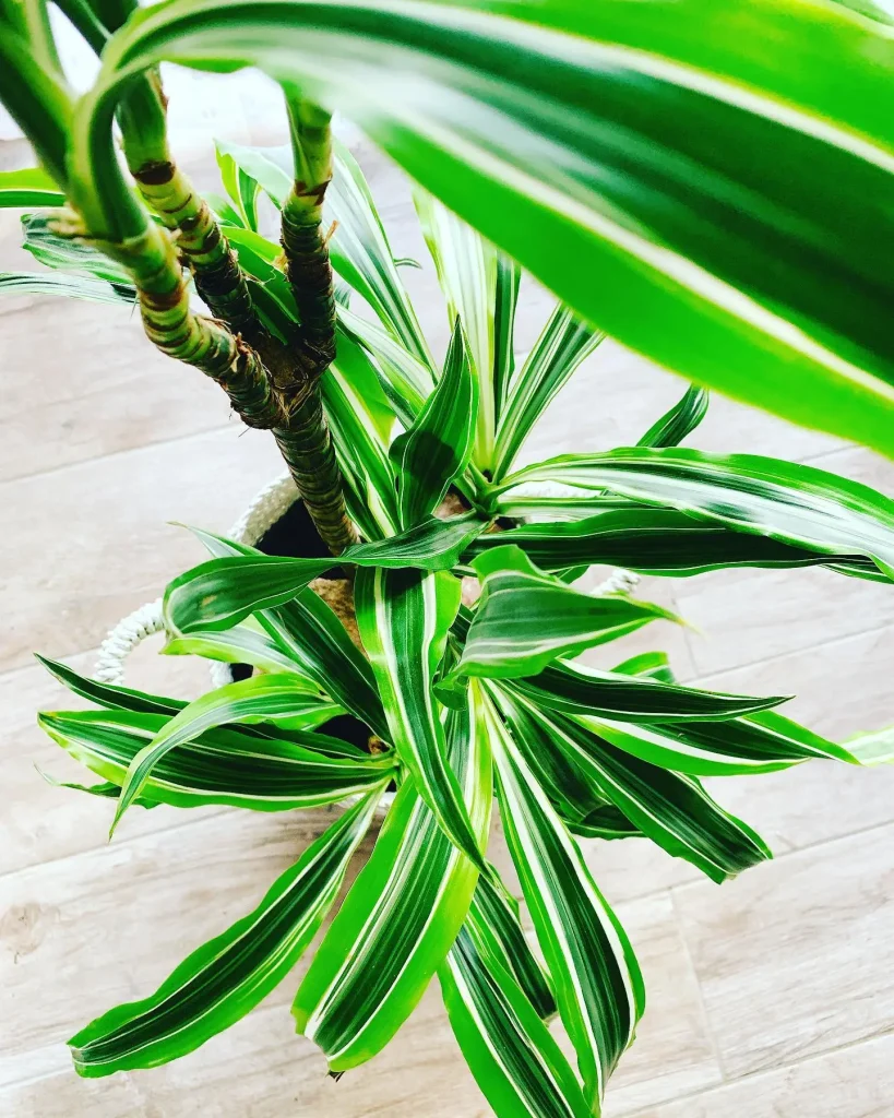 Drachenbaum Arten - Zimmer- und Outdoor Drachenbäume