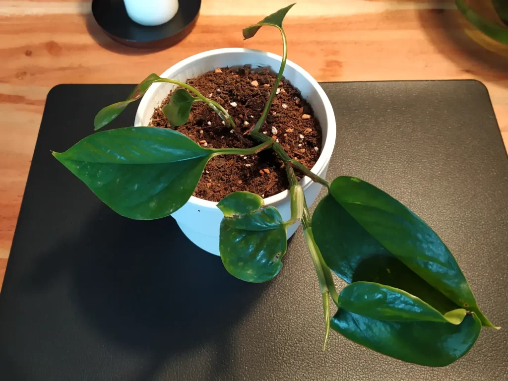 Eine Steckling der Efeutute, welcher erfolgreich vermehrt wurde und mehere Blätter bekommen hat