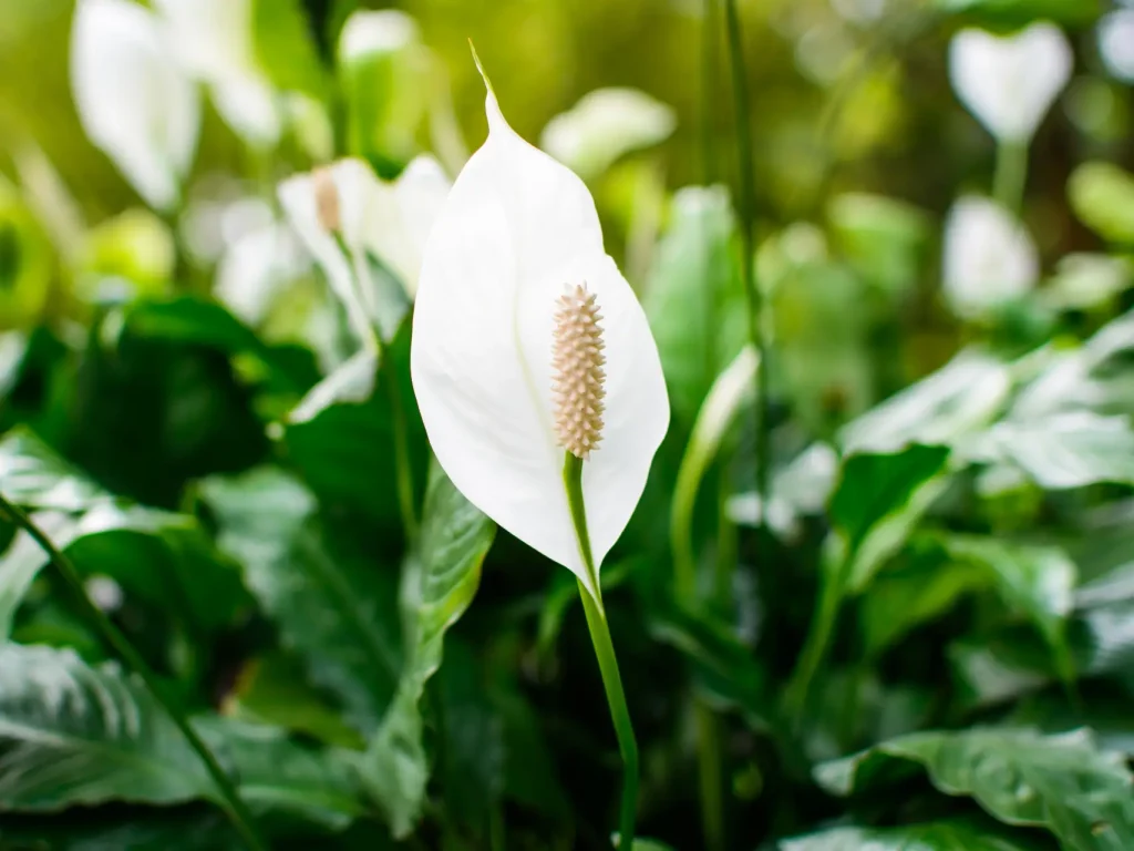 Einblatt blüht nicht oder hat braune Blüten?