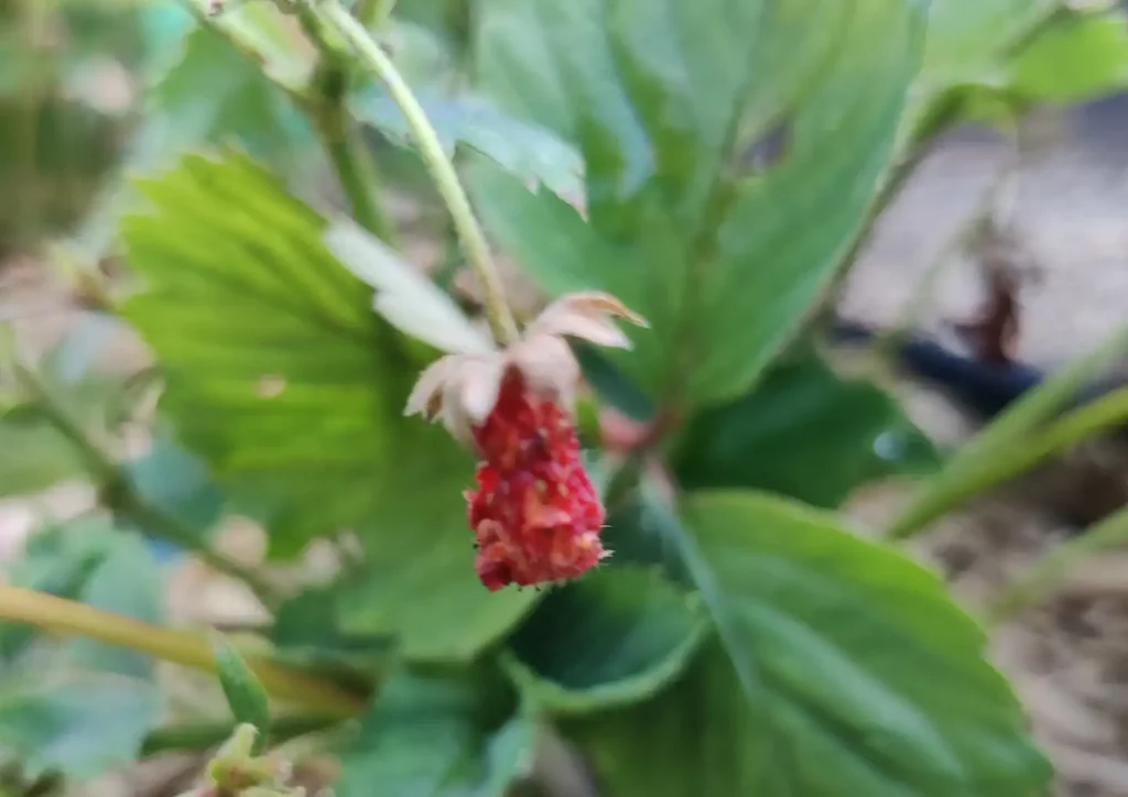 Erdbeeren sind angefressen - So kannst du sie schützen