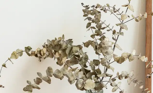 Eukalyptus vertrocknet, zurückschneiden oder noch zu retten?