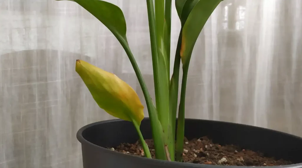 Soforthilfe! Strelitzie bekommt gelbe braune Blätter