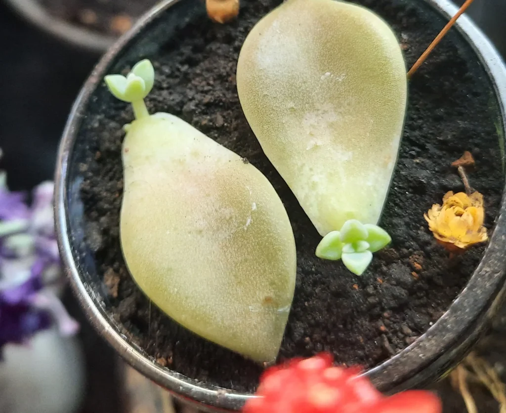 Geldbaum vermehren: Ableger, Stecklinge in Erde o. Wasser