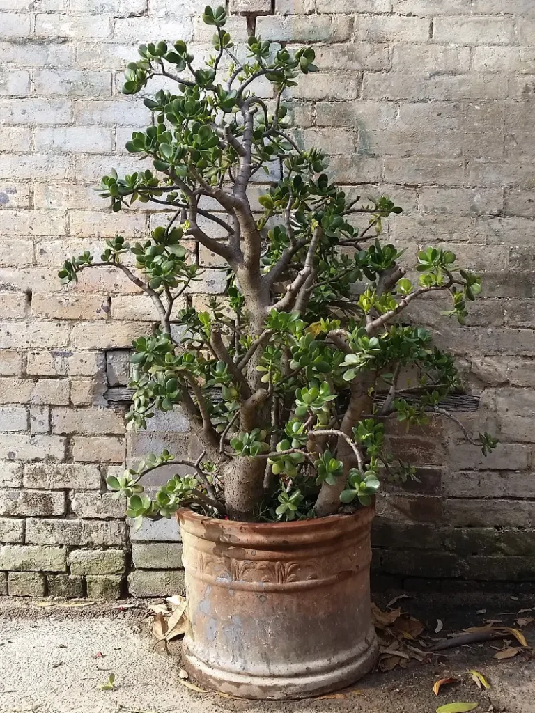 Geldbaum Umtopfen - Die richtige Erde ist essenziell