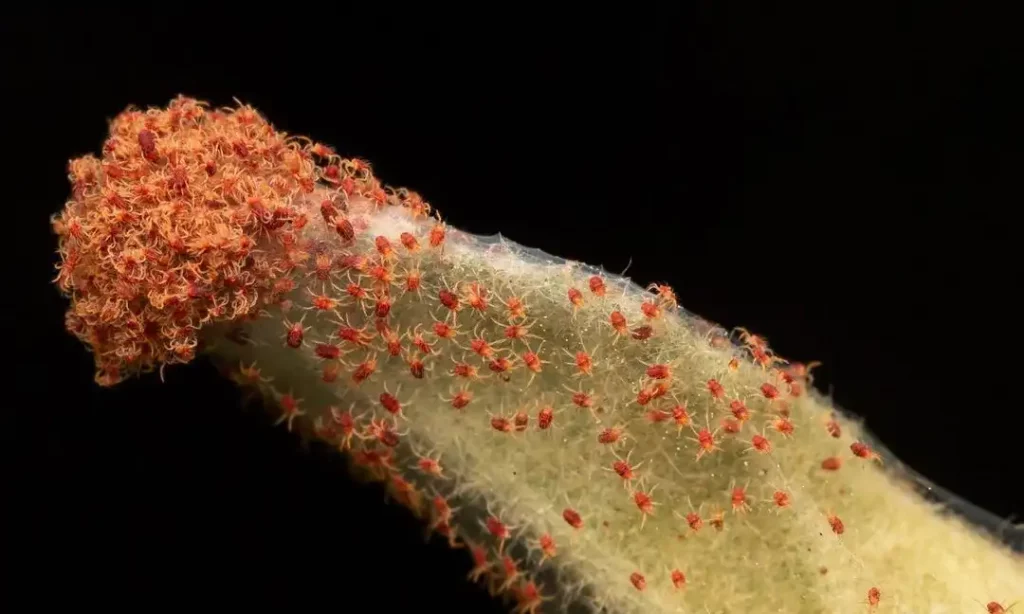 Apfelessig gegen Spinnmilben: Umweltfreundliche Alternative?