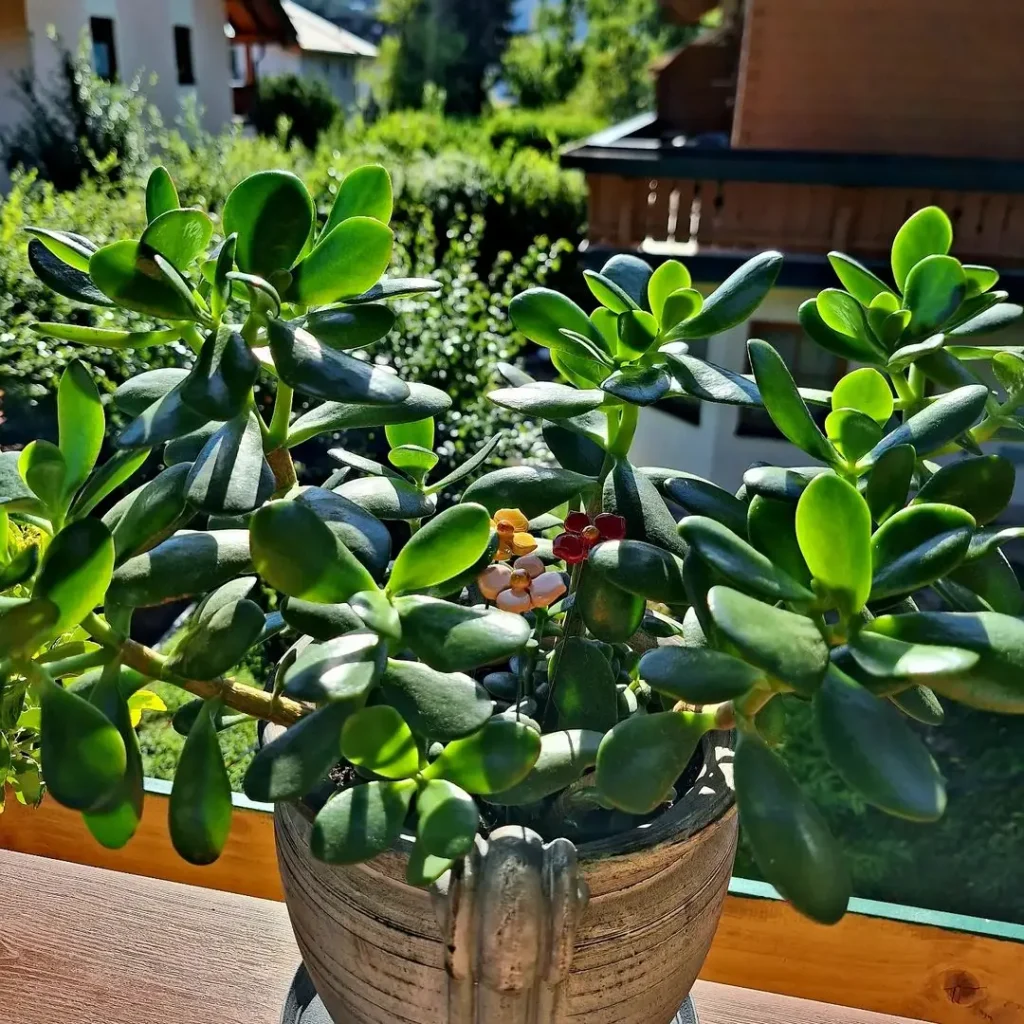 Der Geldbaum ist giftig für Katzen - Vorsicht bei Neugier