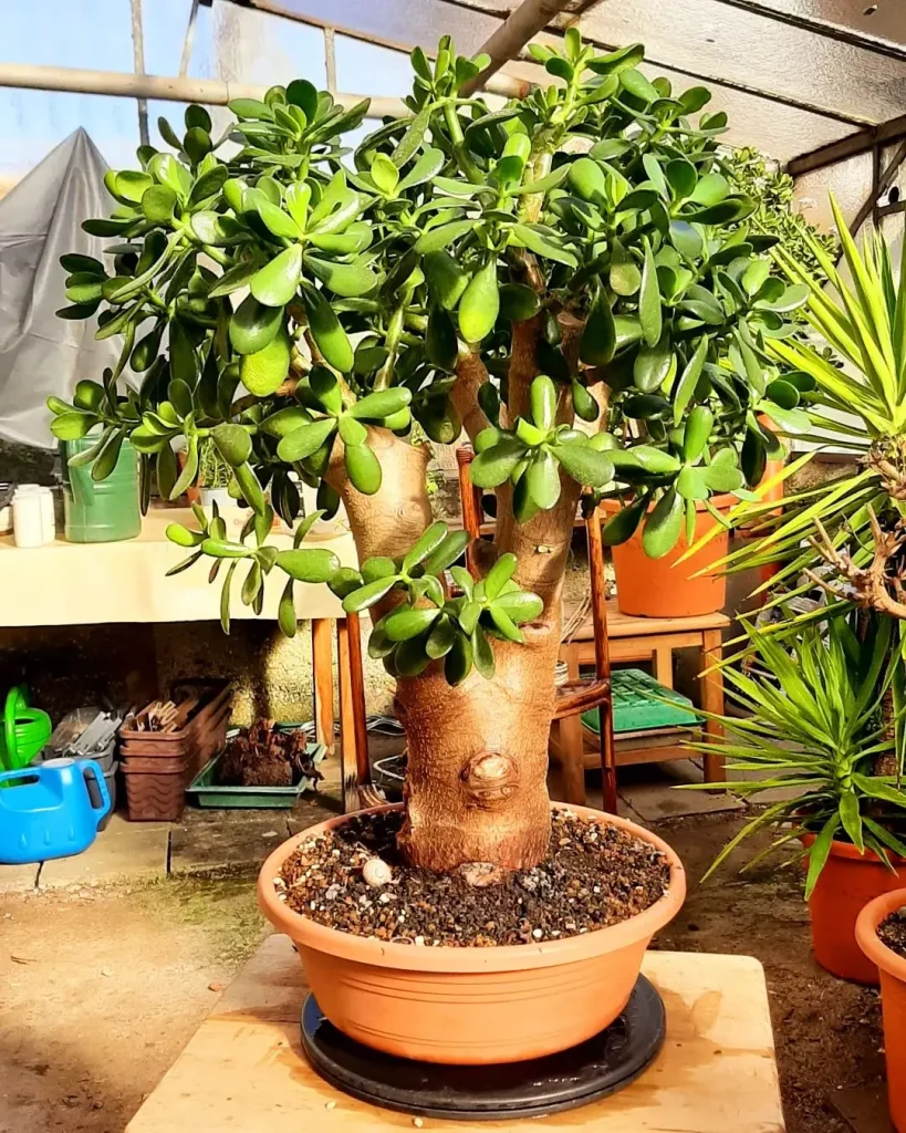 Geldbaum Bonsai: Eine Schritt-für-Schritt-Anleitung