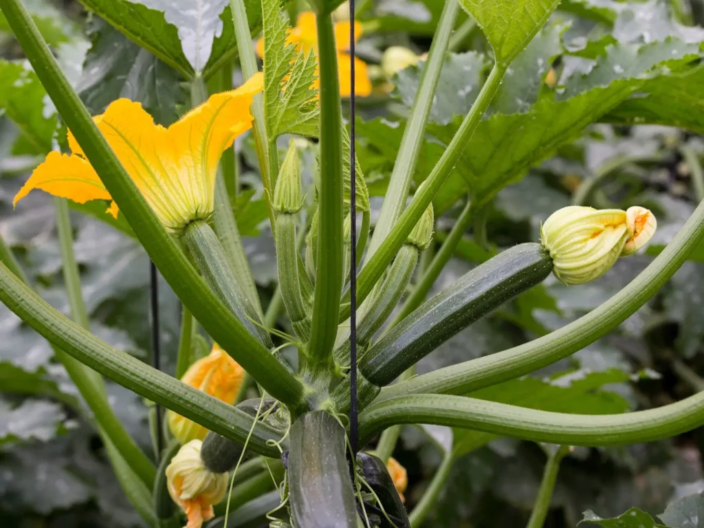 Zucchini Pflanze mit vielen Blüten und Früchten